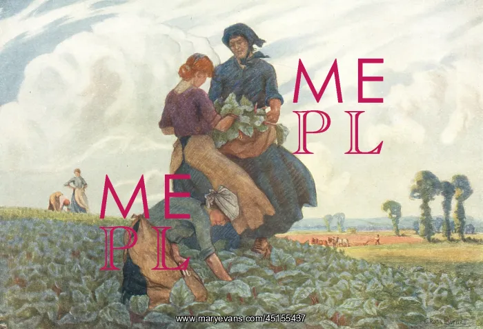 : Gathering Rhubarb : Gathering Rhubarb