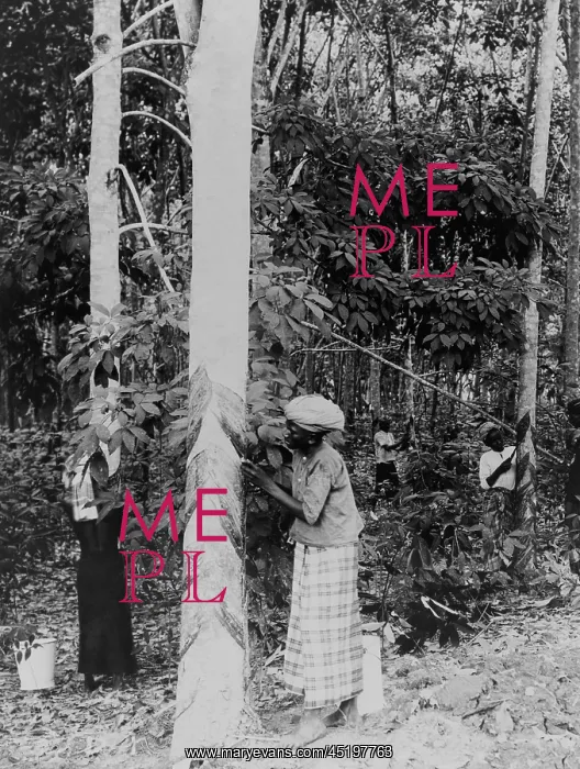 : Gathering rubber sap. The rubber plants ? : Gathering rubber sap. The rubber plants ?