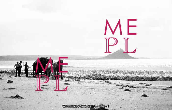  : Gathering seaweed, Mounts Bay