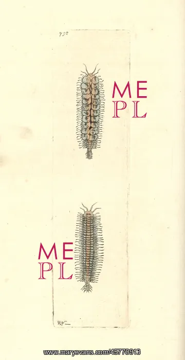 : Gattyana cirrhosa : Gattyana cirrhosa