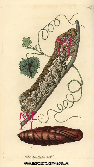 : Gaudy sphinx moth, Eumorpha labruscae : Gaudy sphinx moth, Eumorpha labruscae