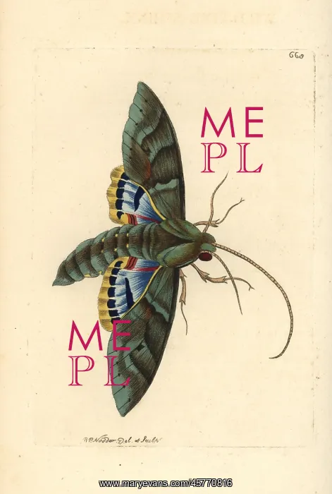 : Gaudy sphinx moth, Eumorpha labruscae : Gaudy sphinx moth, Eumorpha labruscae