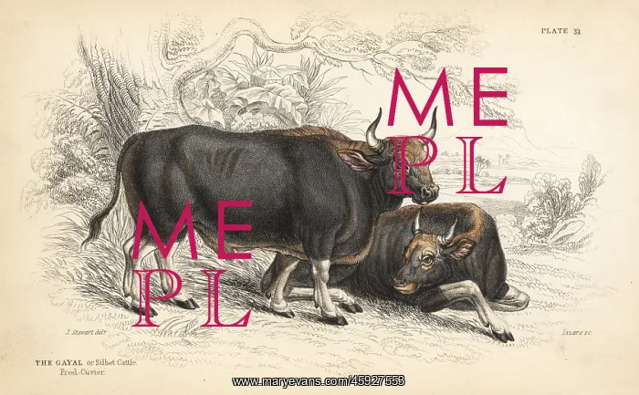 : Gaur or Indian bison, Bos gaurus : Gaur or Indian bison, Bos gaurus