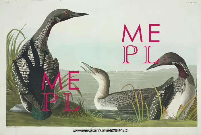 : Gavia arctica, black-throated diver : Gavia arctica, black-throated diver