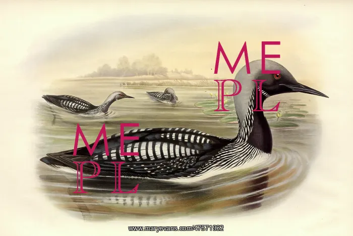 : Gavia arctica, black-throated diver : Gavia arctica, black-throated diver