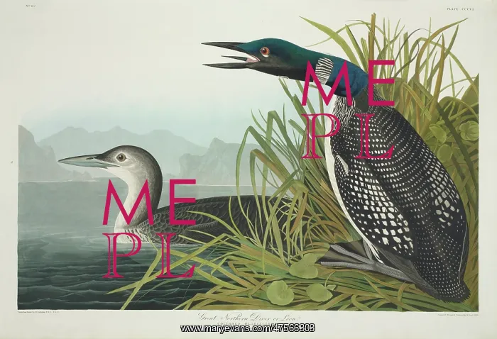 : Gavia immer, great-northern diver : Gavia immer, great-northern diver