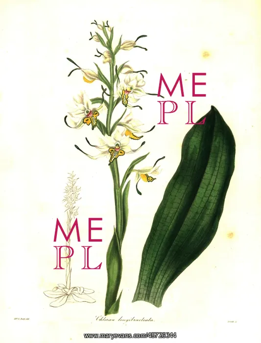 : Gavilea longibracteata orchid : Gavilea longibracteata orchid