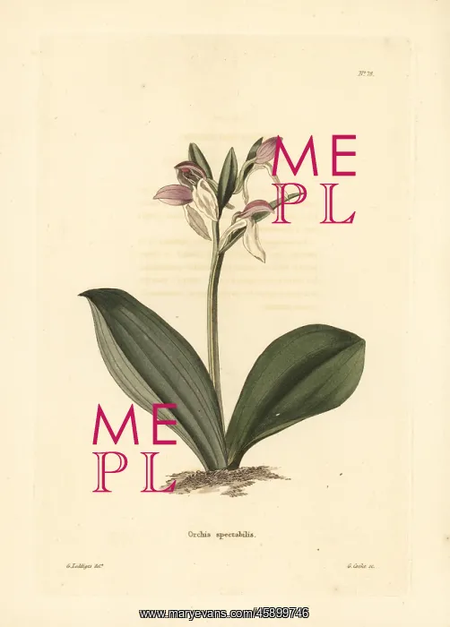: Gay orchis, Galearis spectabilis : Gay orchis, Galearis spectabilis