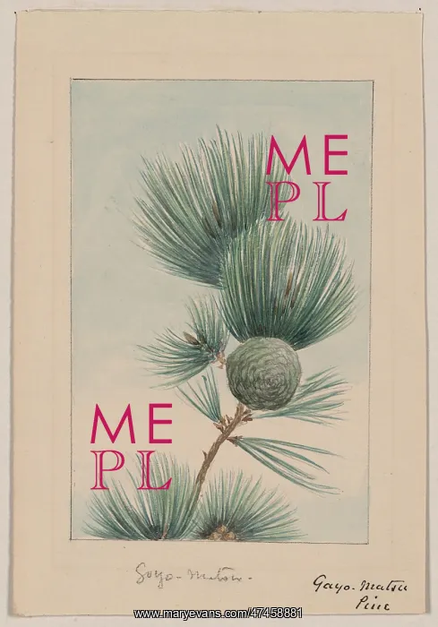 : Gayo matsu pine : Gayo matsu pine