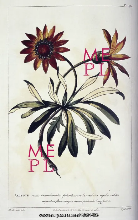 : Gazania rigens, gazania : Gazania rigens, gazania