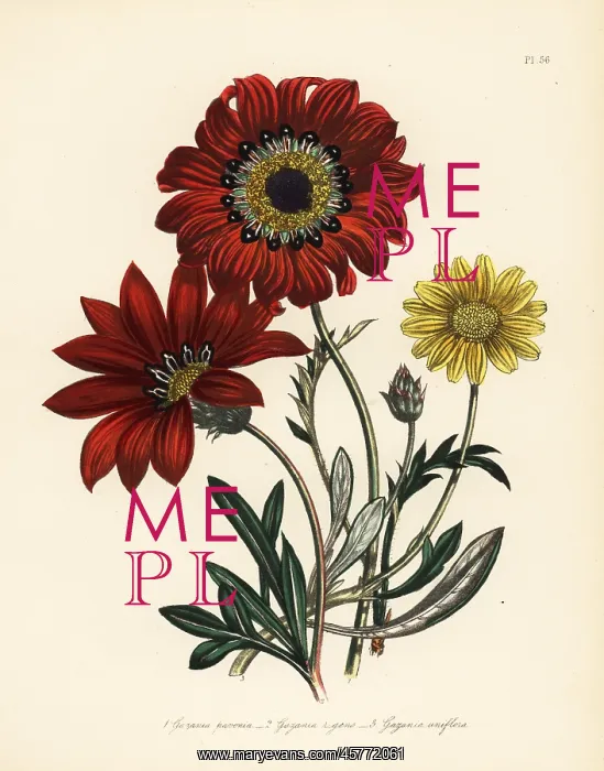 : Gazania species : Gazania species