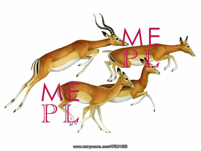  : Four Gazelles, entitled 'Impala'