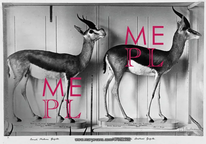 : Gazelles in Natural History Museum : Gazelles in Natural History Museum