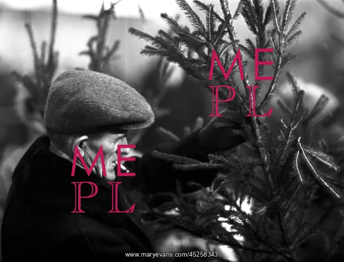 : GDR - Christmas Tree Sale : GDR - Christmas Tree Sale