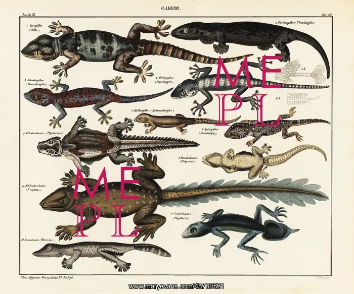 : Gecko species : Gecko species