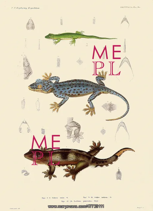  : Geckos