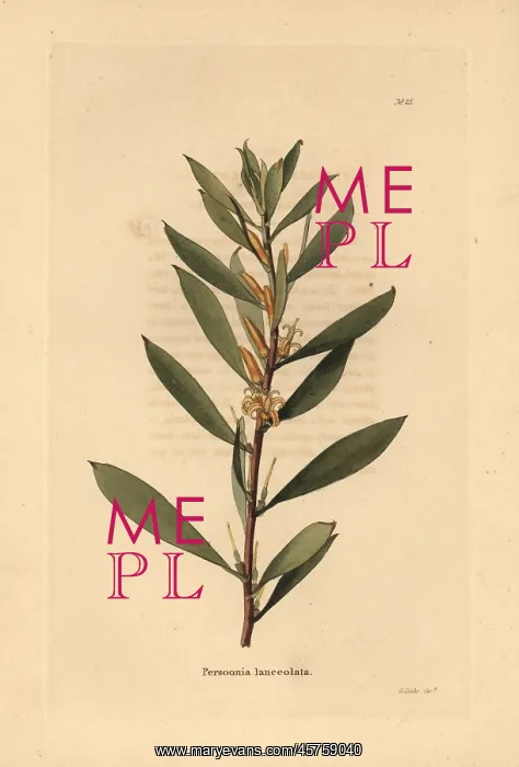 : Geebung or snottygobby, Persoonia lanceolata : Geebung or snottygobby, Persoonia lanceolata