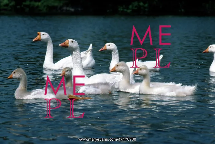  : Geese with Goslings ' on river