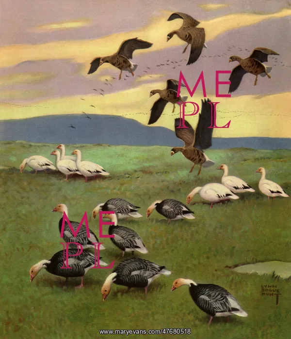  : Several Geese on Grass