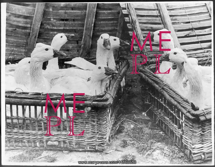 : GEESE IN HAMPERS : GEESE IN HAMPERS