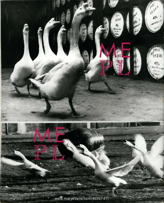 : Geese help to guard barrels of whisky, Dumbarton, Scotland : Geese help to guard barrels of whisky, Dumbarton, Scotland