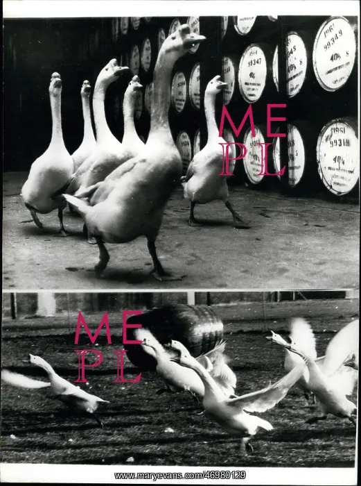 : Geese help to guard barrels of whisky, Dumbarton, Scotland : Geese help to guard barrels of whisky, Dumbarton, Scotland