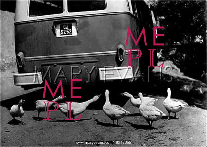 : GEESE MISS THE BUS : GEESE MISS THE BUS