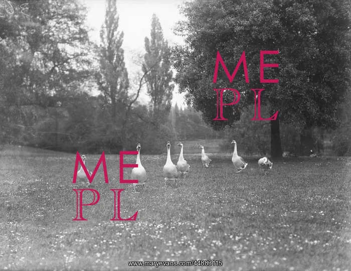  : GEESE IN A PARK