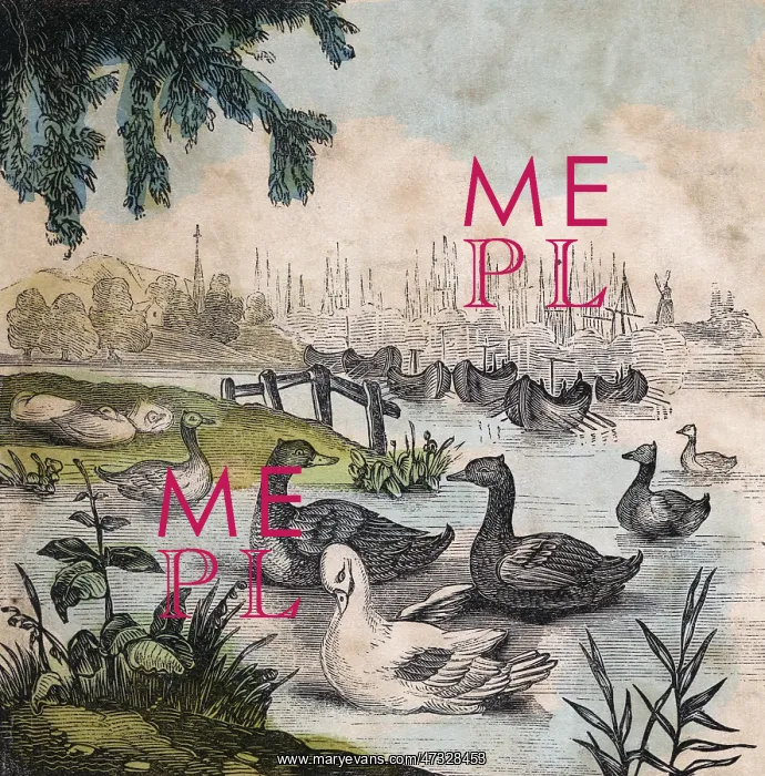 : GEESE ON A POND