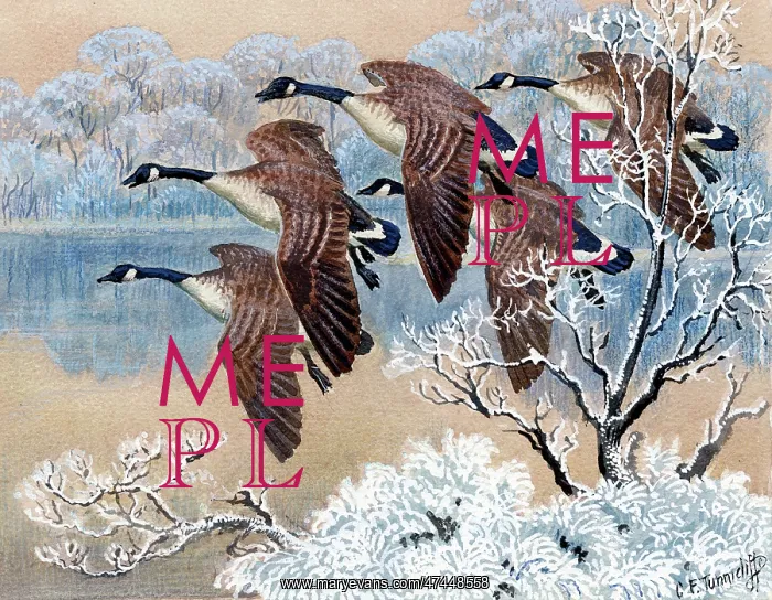  : Geese. Five Geese in Winter