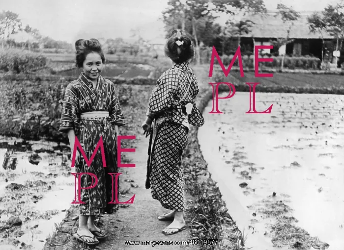 : Geishas in ricefield, Japan : Geishas in ricefield, Japan