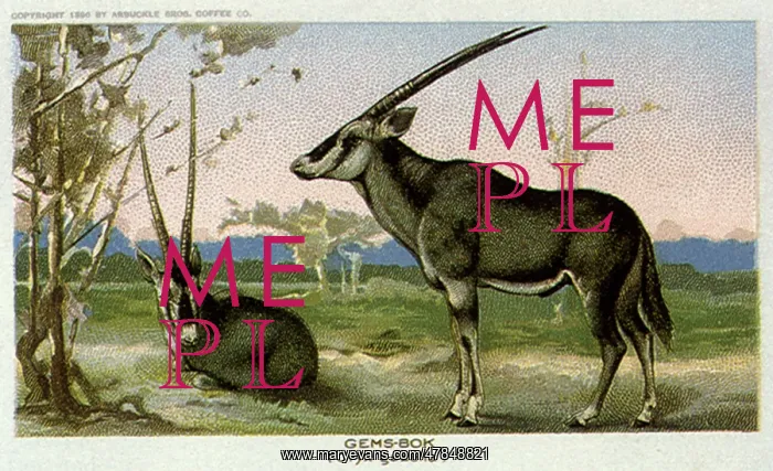  : Gemsbok