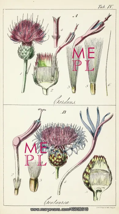 : 'Genera Carduus ('true thistle') and Centaurea.' : 'Genera Carduus ('true thistle') and Centaurea.'