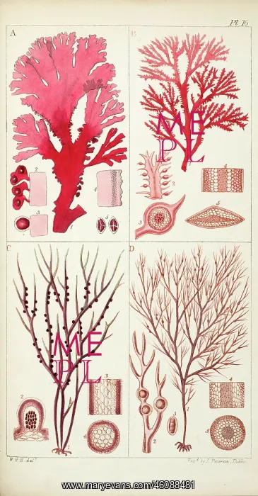 : Four genera of sea-weed : Four genera of sea-weed