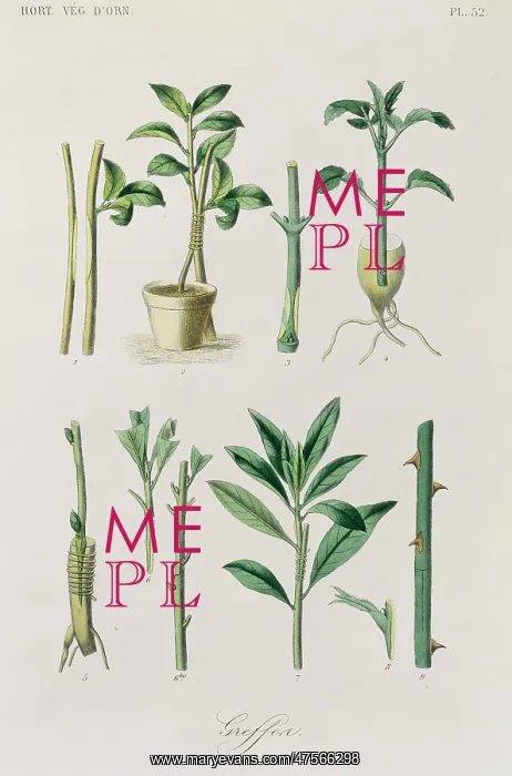 : General concepts of Horticulture Ornament : General concepts of Horticulture Ornament