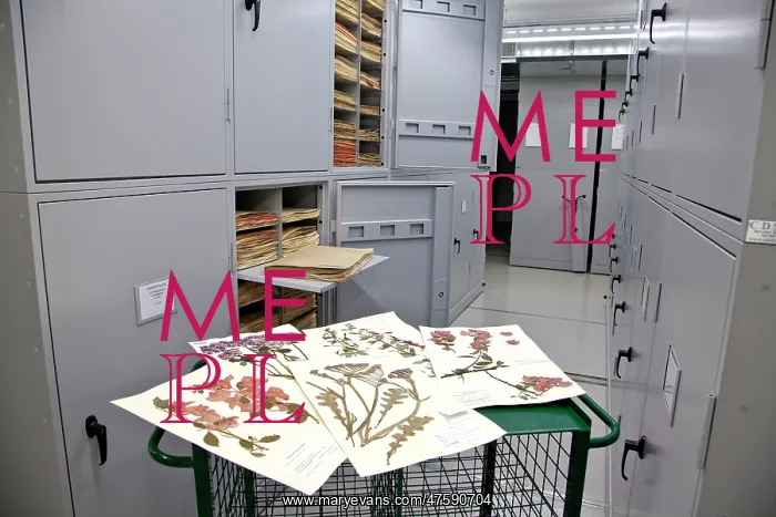 : The General Herbarium, Darwin Centre : The General Herbarium, Darwin Centre