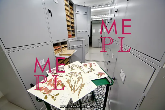 : General Herbarium, Darwin Centre : General Herbarium, Darwin Centre
