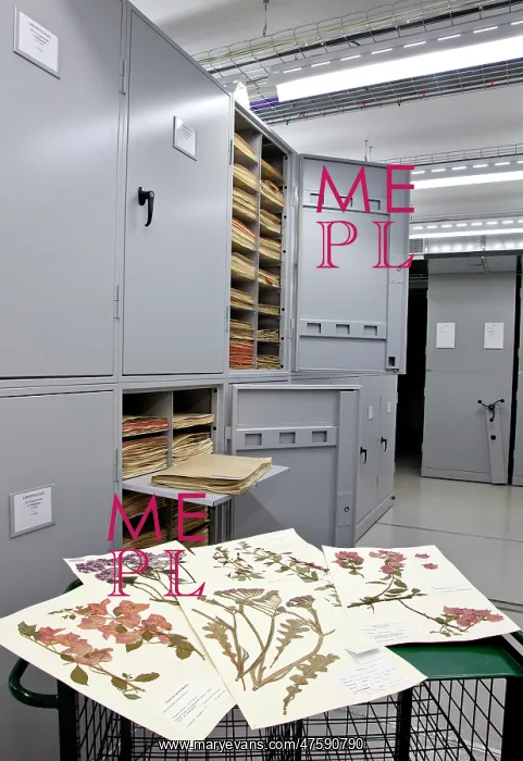 : General Herbarium, Darwin Centre : General Herbarium, Darwin Centre