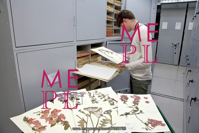 : General Herbarium, Darwin Centre : General Herbarium, Darwin Centre