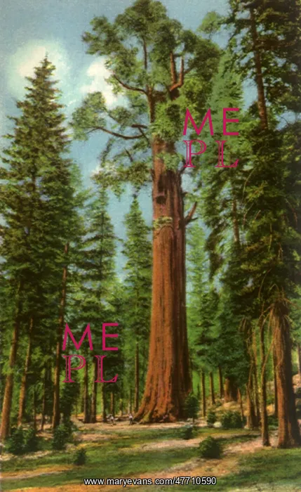  : General Sherman Tree, Sequoia National Park