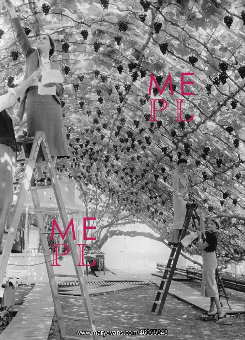 : Crop. General view of the old grape vine in Hampton court with a few of the record crop : Crop. General view of the old grape vine in Hampton court with a few of the record crop