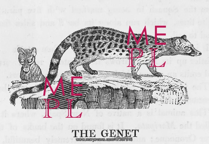 : GENET (BEWICK) : GENET (BEWICK)