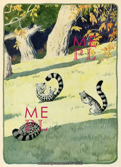 : Genet Cats Frolicking : Genet Cats Frolicking
