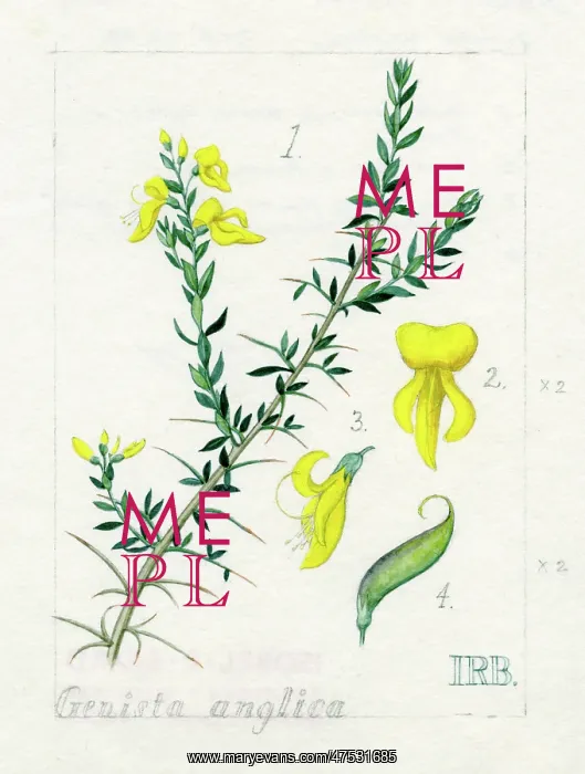 : Genista anglica - Petty Whin : Genista anglica - Petty Whin