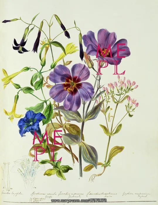 : Gentian sp. gentian : Gentian sp. gentian