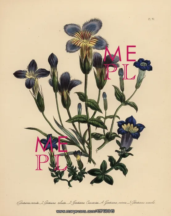 : Gentian species : Gentian species
