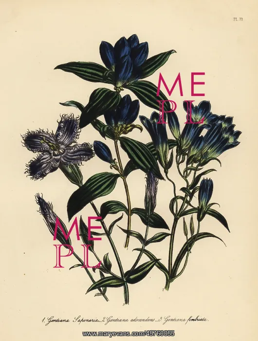 : Gentian species : Gentian species