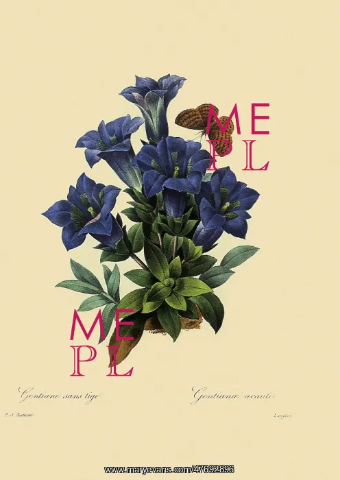 : Gentiana acaulis : Gentiana acaulis