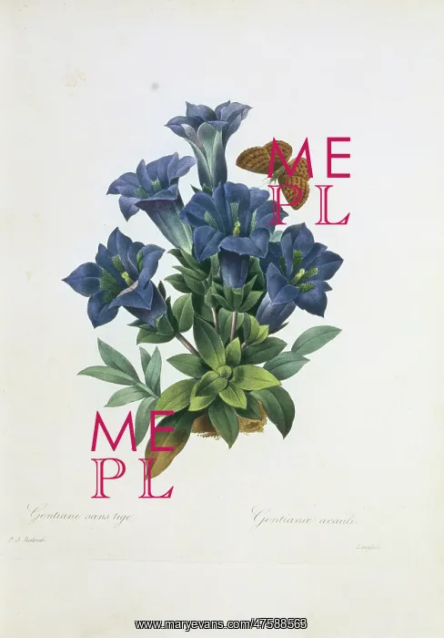 : Gentiana acaulis, stemless gentian : Gentiana acaulis, stemless gentian