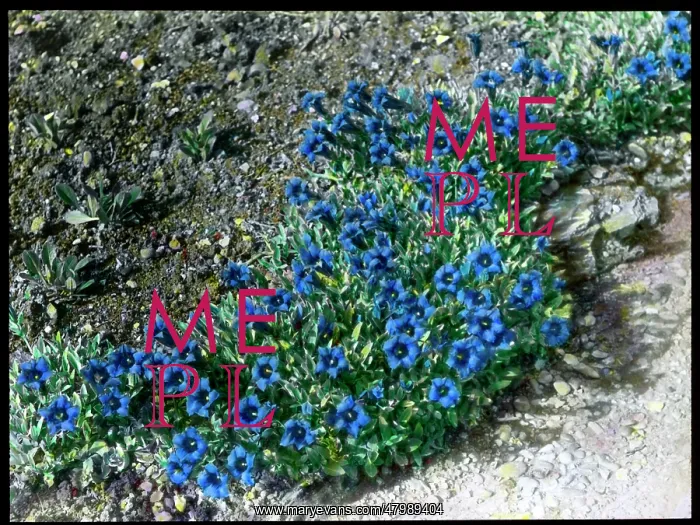 : Gentiana Acaulis (Stemless Gentian) : Gentiana Acaulis (Stemless Gentian)